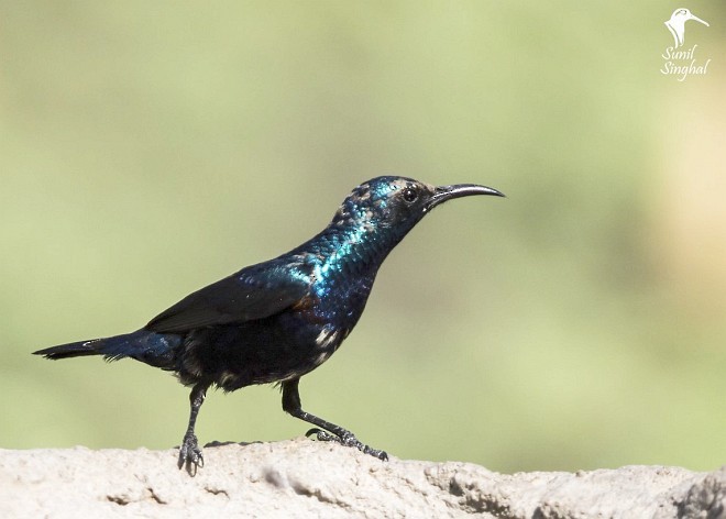 Purple Sunbird - Sunil Singhal