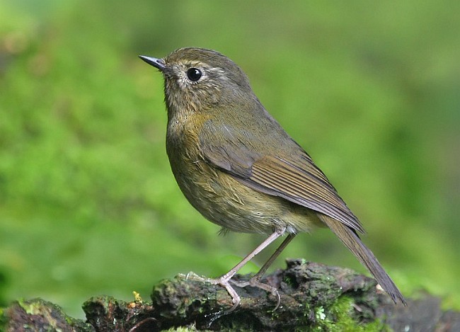 White-browed Bush-Robin - ML378175921