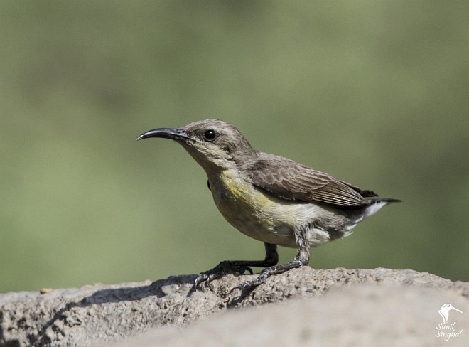 Purple Sunbird - Sunil Singhal