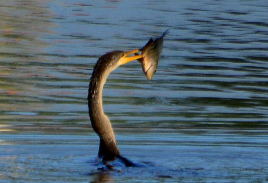 anhinga americká - ML37817841