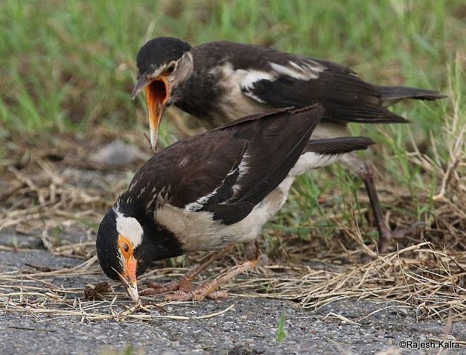 Indian Pied Starling - ML378178831