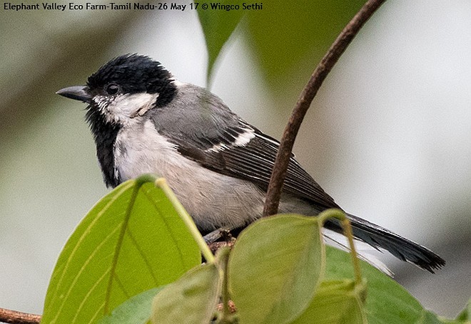 Cinereous Tit - Wg Cdr Vijay K Sethi