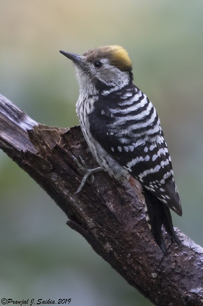 Brown-fronted Woodpecker - Pranjal J. Saikia