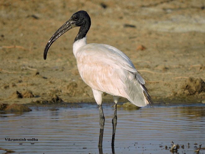 ibis černohlavý - ML378180791