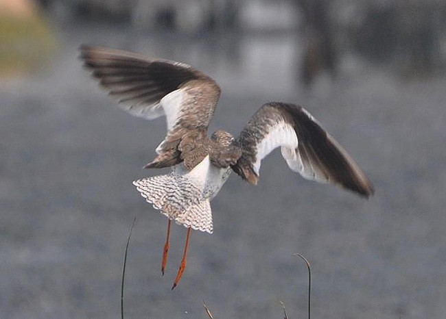 Common Redshank - ML378180821