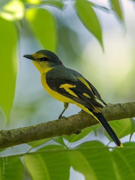 Orange Minivet - ML378181461