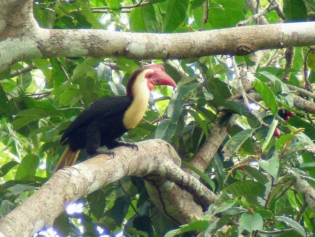 Writhed Hornbill - ML378181571