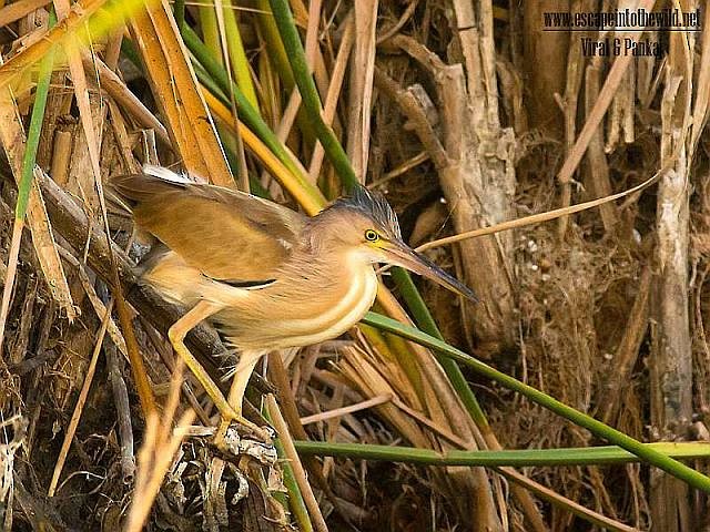 Yellow Bittern - ML378181881