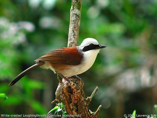 White-crested Laughingthrush - ML378182061