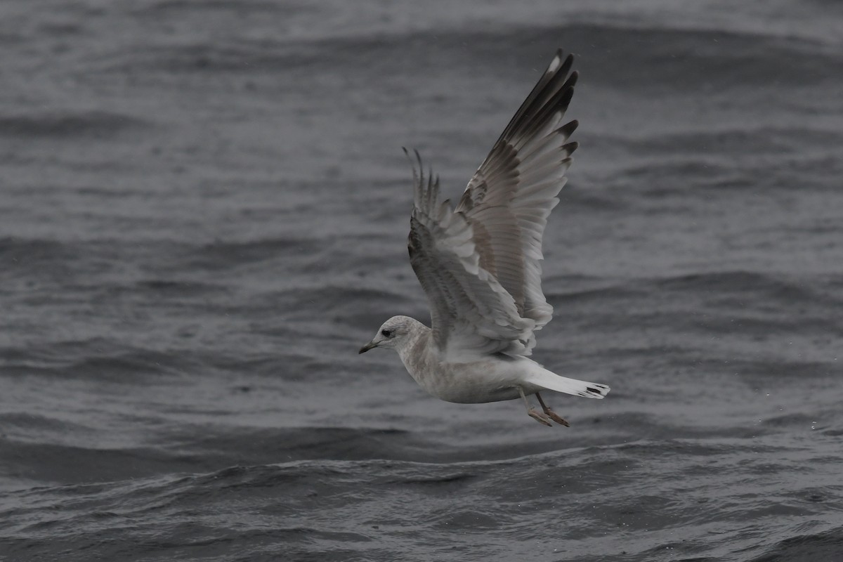 Short-billed Gull - ML378182381