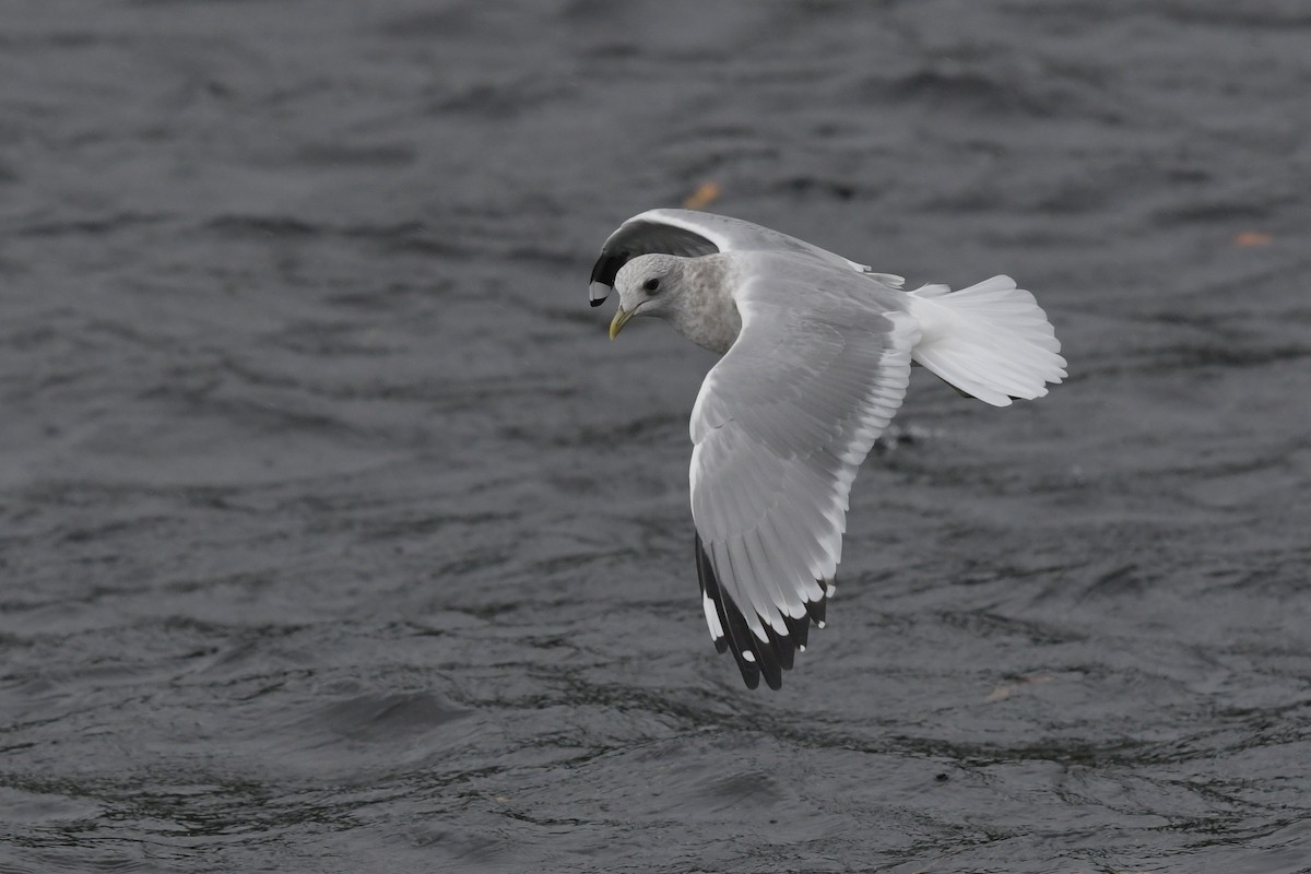 Short-billed Gull - ML378182451