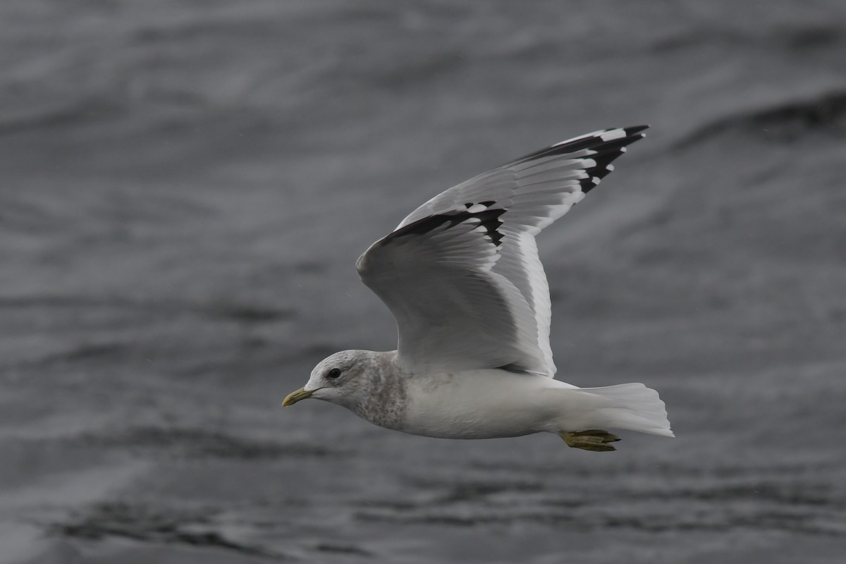 Short-billed Gull - ML378182481