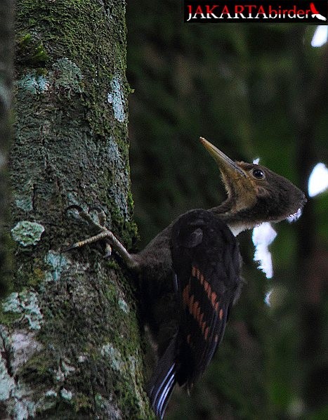 Orange-backed Woodpecker - ML378183181