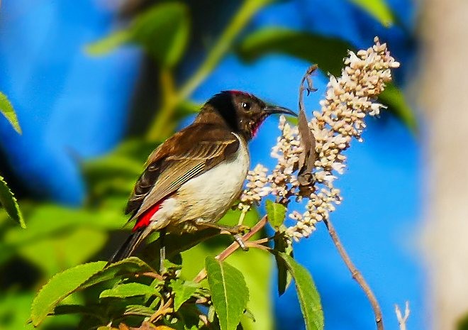 Black-breasted Myzomela - ML378183501