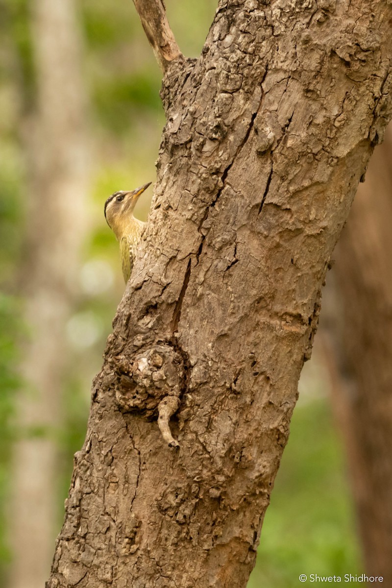 Streak-throated Woodpecker - ML378184341