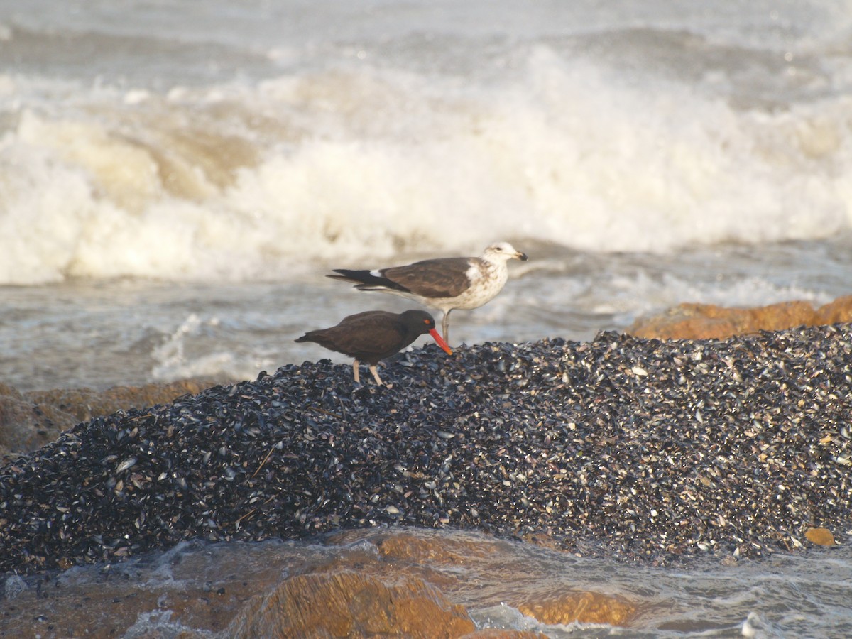 Blackish Oystercatcher - ML37818451