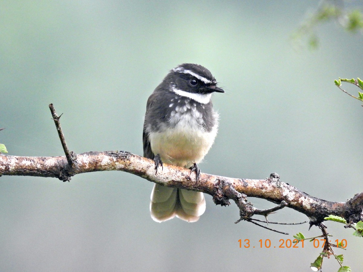 Spot-breasted Fantail - ML378184601