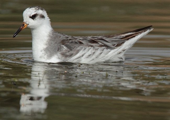 Red Phalarope - Surat Singh Poonia