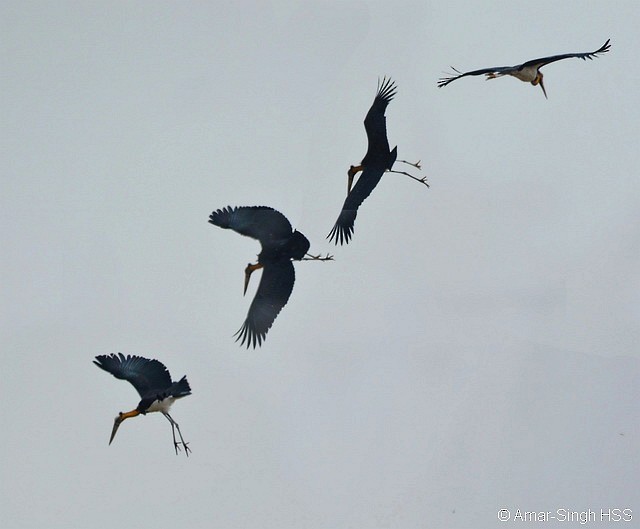 Lesser Adjutant - ML378186701