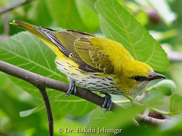 Indian Golden Oriole - ML378186871