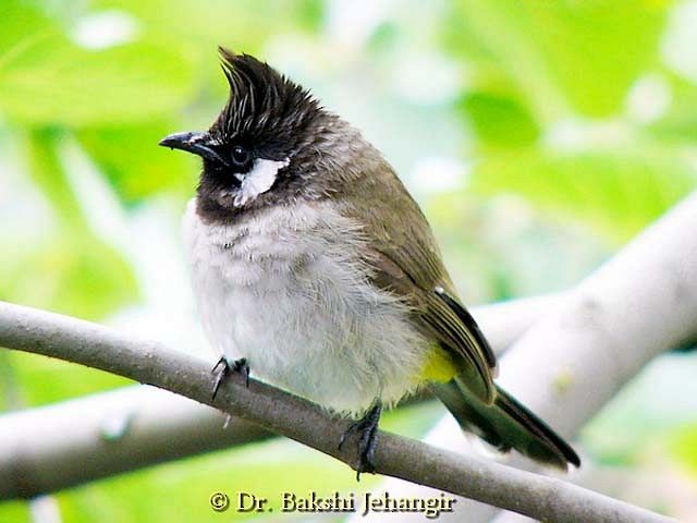 Himalayan Bulbul - Jehangir Bakshi