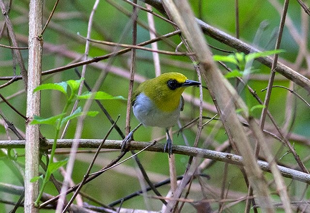 Black-ringed White-eye - ML378187761