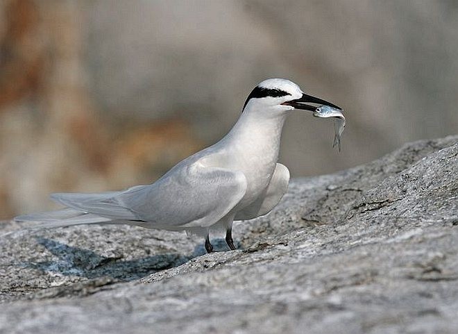 Black-naped Tern - ML378188211