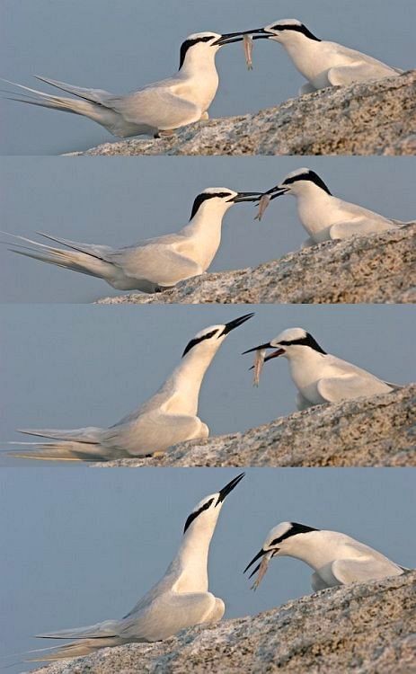 Black-naped Tern - Mervin Quah