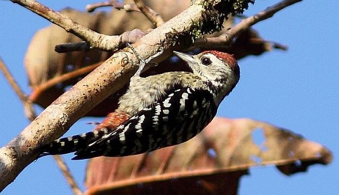 Freckle-breasted Woodpecker - prosenjit singhadeo