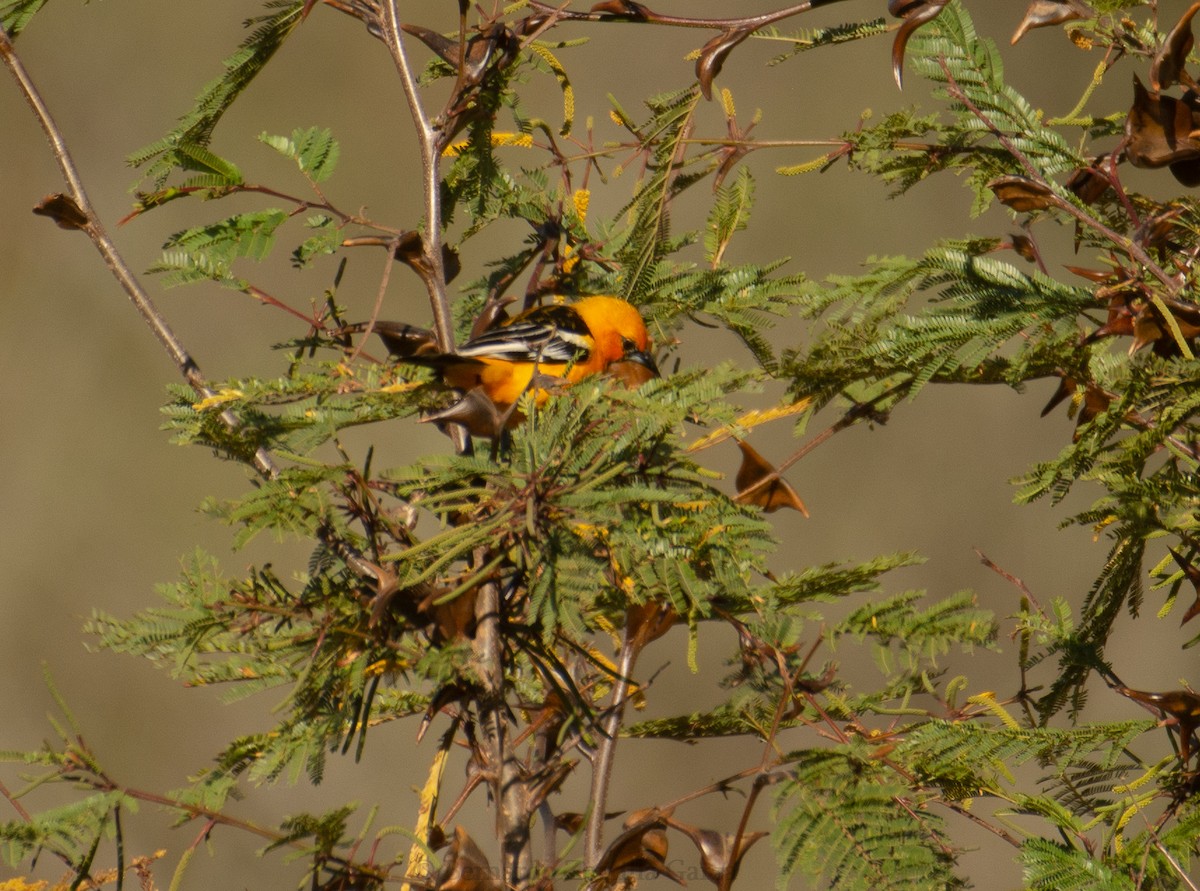 Oriole à dos rayé - ML378189301