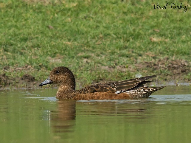 Eurasian Wigeon - ML378189451