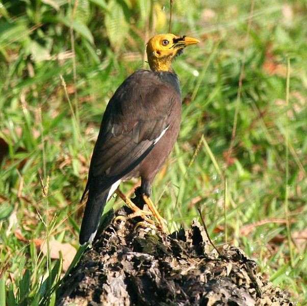 Common Myna - ML378190831