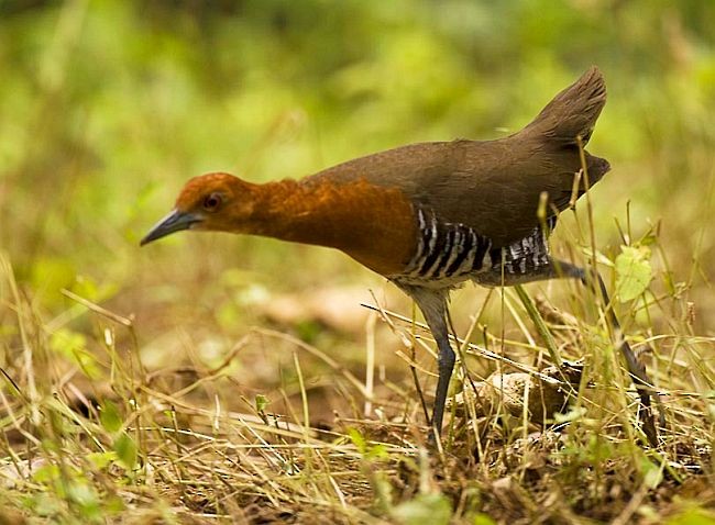 Slaty-legged Crake - ML378190841