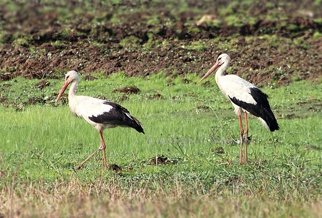 Cigogne blanche - ML378190901