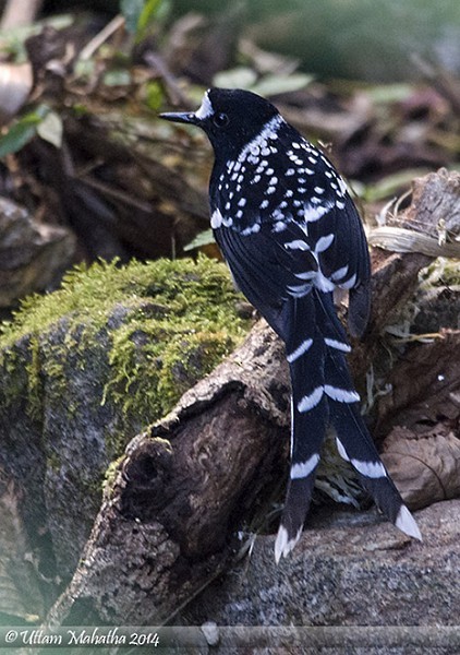 Spotted Forktail - ML378191111