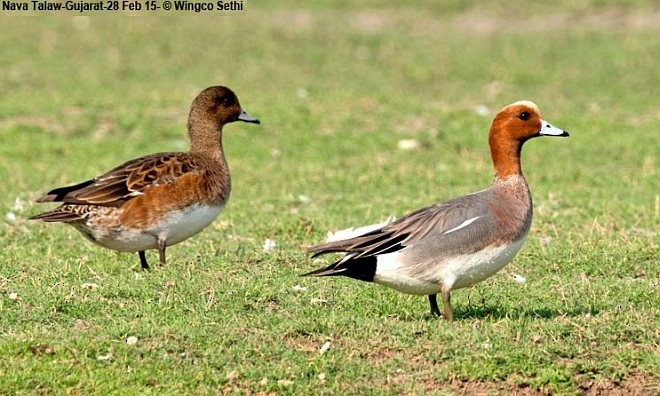 Eurasian Wigeon - ML378191421