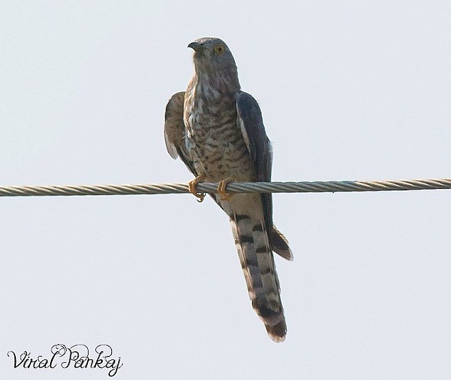 Common Hawk-Cuckoo - Pankaj Maheria