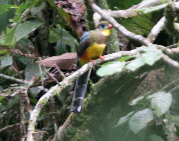 Trogon de Reinwardt - ML378192201