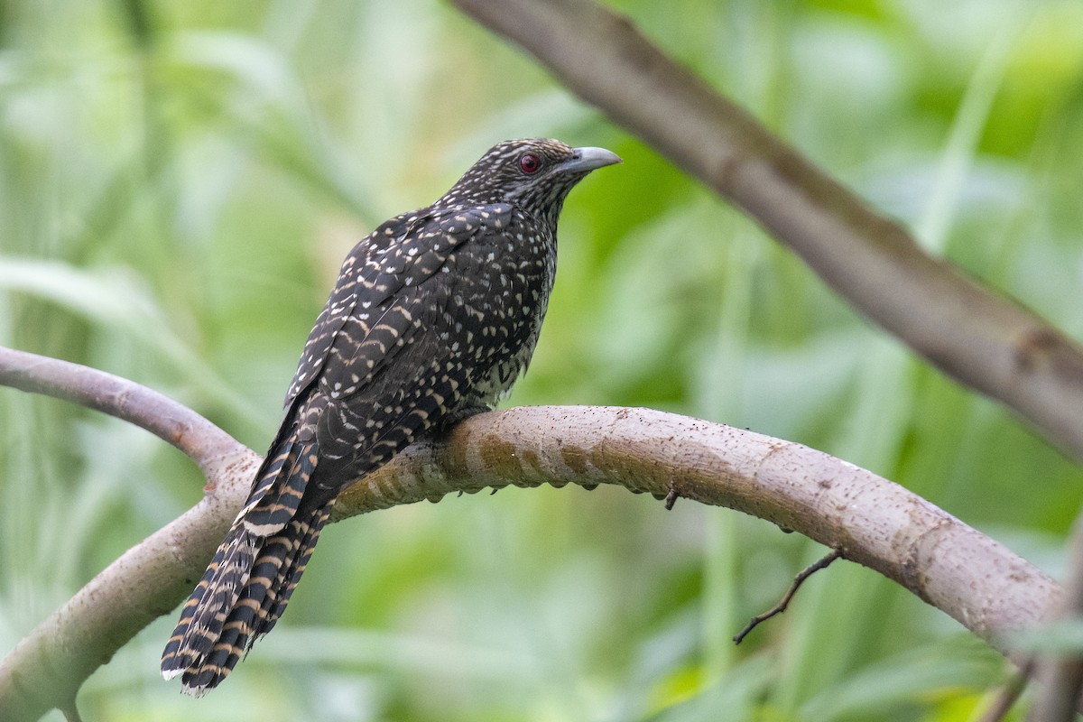 Asian Koel - ML378192311