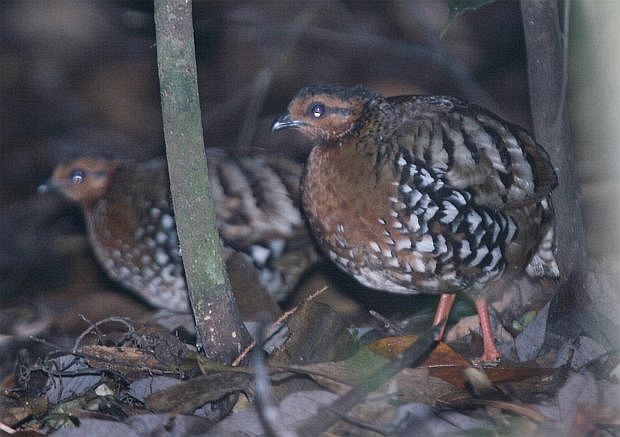 Chestnut-headed Partridge (Chestnut-headed) - ML378193061