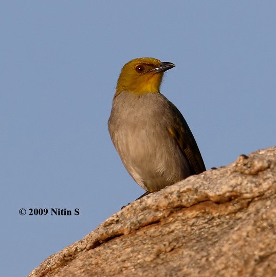 Yellow-throated Bulbul - Nitin Srinivasa Murthy