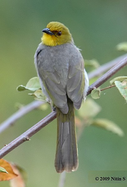 Yellow-throated Bulbul - ML378193271