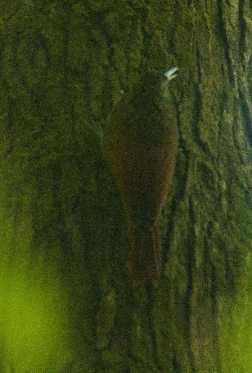 Spotted Woodcreeper (Spotted) - ML378194561