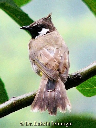 Himalayan Bulbul - ML378195141