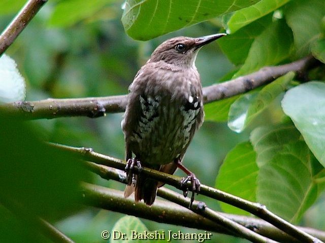 European Starling - ML378195151