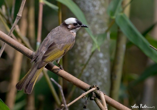 Light-vented Bulbul (formosae/orii) - ML378195351