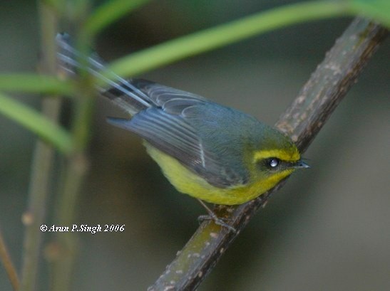 Yellow-bellied Fairy-Fantail - Arun P.Singh