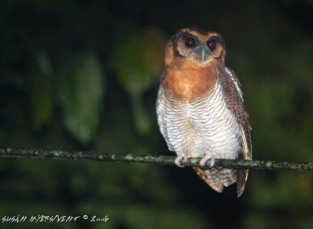 Brown Wood-Owl (Bornean) - ML378196411