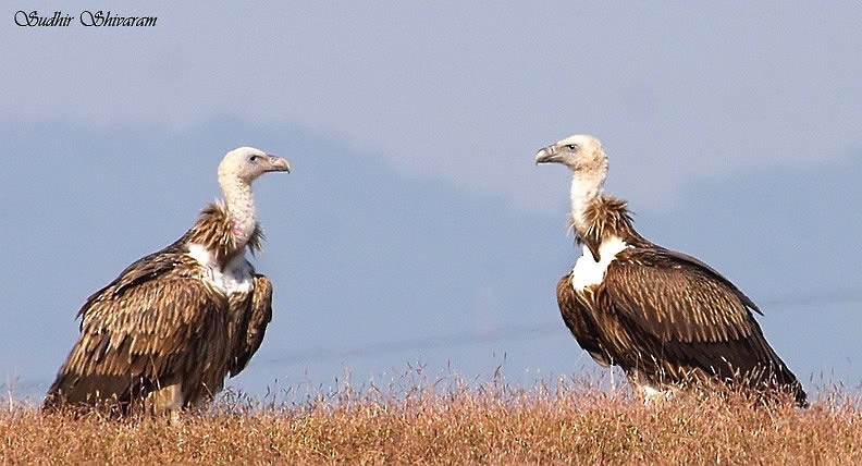 Himalayan Griffon - ML378197281