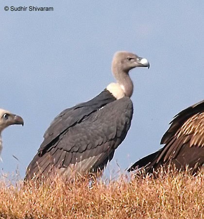 White-rumped Vulture - ML378197291